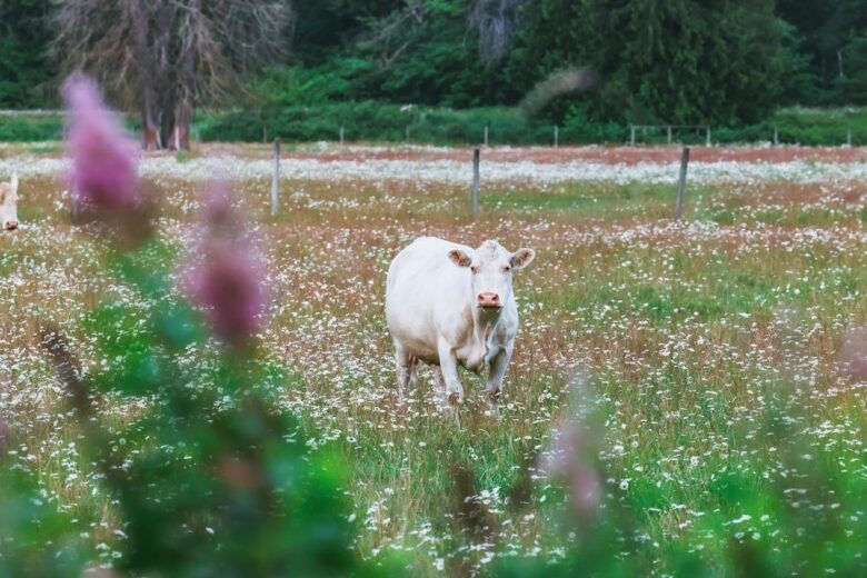Vit ko i en blomrik äng med staket och skog i bakgrunden