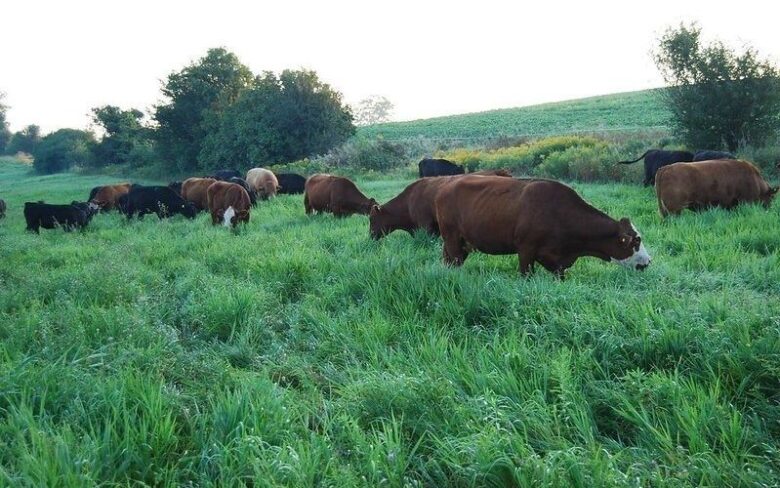 En flock kor betar i en frodig grön hage på landsbygden
