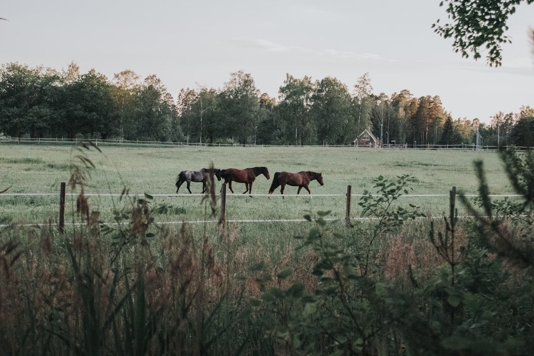 Fyra hästar betar i en inhägnad svensk äng vid skogsbrynet