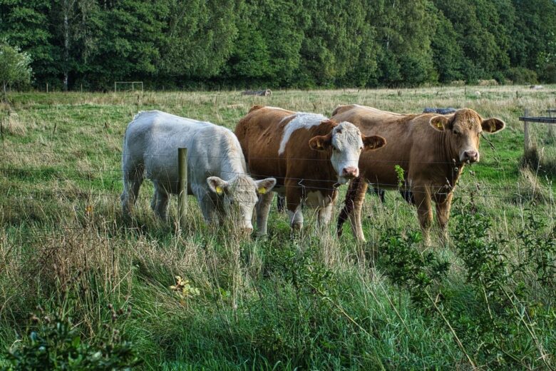 Tre nötkreatur betar i en gräsbevuxen hage vid skogskanten
