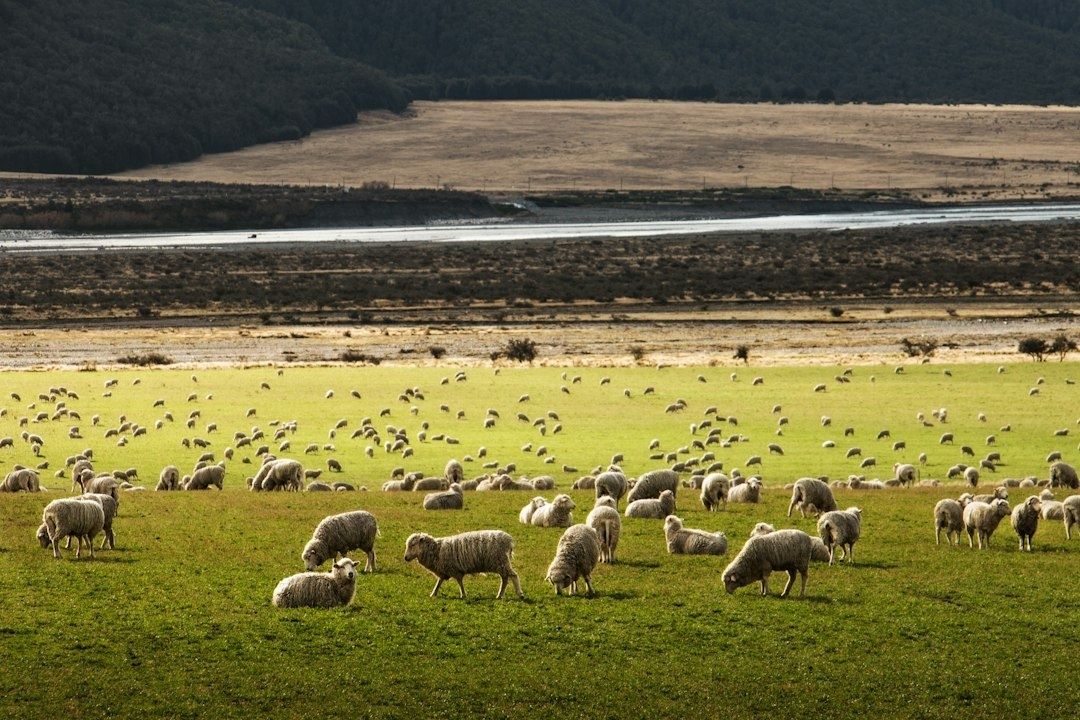 Stor fårflock betar på en grön äng framför torra marker